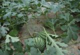Early-maturing 'landmine' Round Red Organic Watermelon Seeds