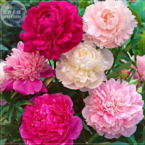 Peony Mixed 6 Types Shrub Flower Seeds home garden big blooms flowers BD175H