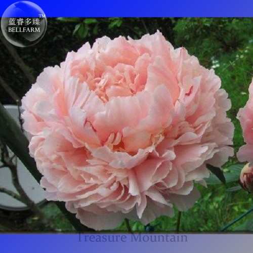 Purely Pink Salmon Peony Tree big blooming double petals TS296T