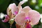 24 Types Perennial Phalaenopsis Orchid Flower Seeds for your choose