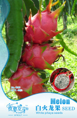 Pitaya White Sweet Dragon Fruit Seeds from Hainan China