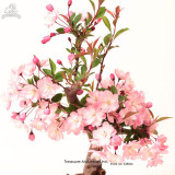 High Quality Cheap Oriental Cherry Sakura Bonsai Seeds