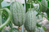 Melothria scabra Cucamelon Mouse Melon Seeds