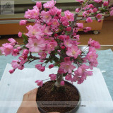 High Quality Cheap Oriental Cherry Sakura Bonsai Seeds