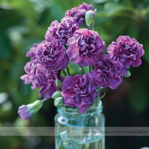 the Rarest Dianthus 'Purple Rain' Carnation Flower Seeds