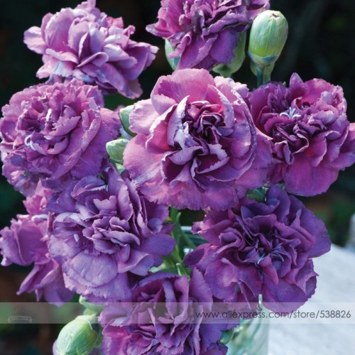 the Rarest Dianthus 'Purple Rain' Carnation Flower Seeds