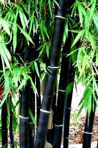 Rare Black Bamboo Seeds