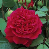 Rare 'Tess of the d'Urbervilles' Dark Red Climbing Rose Plant Flower Seeds