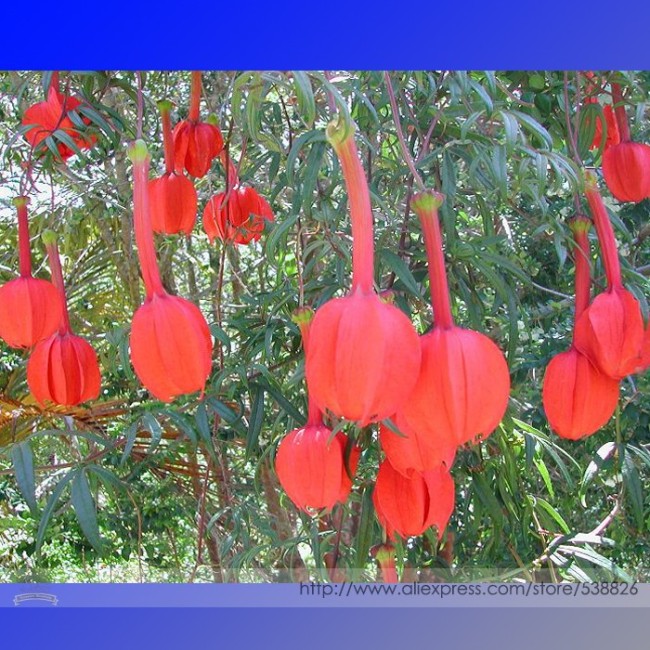 Passiflora Parritae Huge Tubular Blooming Orange-red Flower Seeds