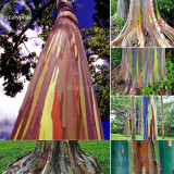 Hawaii Rainbow Eucalyptus Tree Seeds
