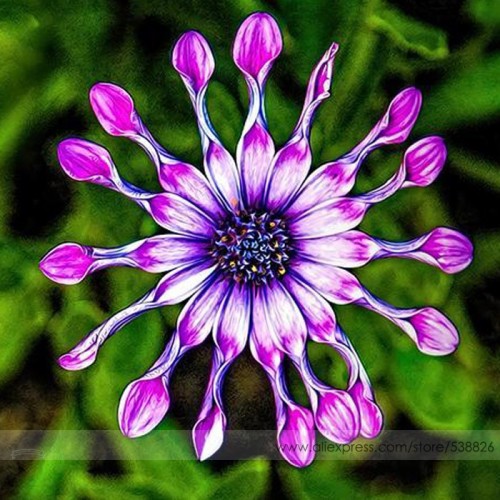 100% True Rare Purple 'Hot Wheel' Chrysanthemum Flower Seeds