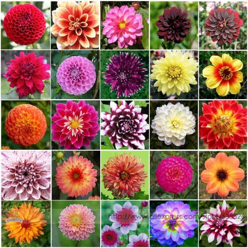 Mixed 25 Typs of Hardy Heat-resisting Different Perennial Dahlia Flower Seeds