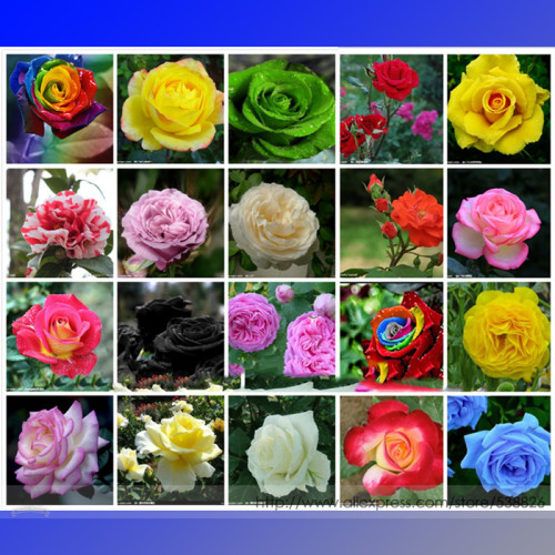 20 Colors Rose Shrub Flower Seeds