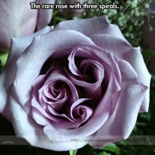 The Rare Light Purple Rose with Three Spirals Perennial Flower Seeds