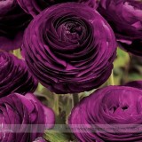 'Zi Yuren' Dark Purple Ranunculus Asiaticus Perennial Flower Seeds