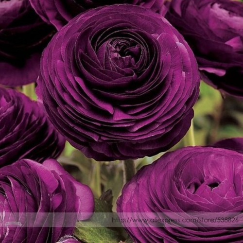'Zi Yuren' Dark Purple Ranunculus Asiaticus Perennial Flower Seeds