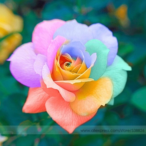 the Rarest Bright Rainbow Rose Flower Seeds