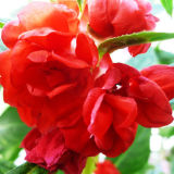 Impatiens Balsamina Red Garden Balsam Seeds
