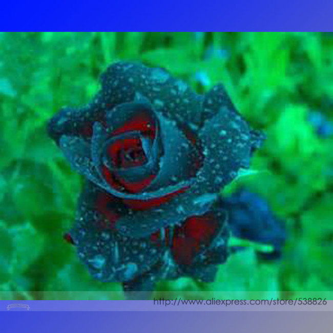 Rsychic Rose Seeds