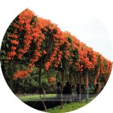 Rare Chinese Orange Pyrostegia venusta Perennial Climbing Plant Seeds