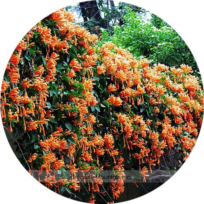US 2.18 Rare Chinese Orange Pyrostegia venusta Perennial Climbing