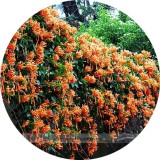 Rare Chinese Orange Pyrostegia venusta Perennial Climbing Plant Seeds