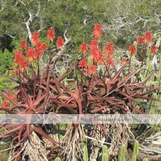 Aloe Cameronii Red Aloe South African Succulent Seeds