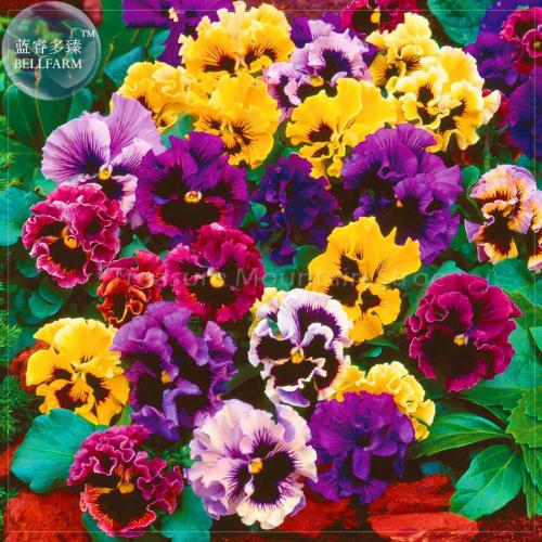 Pansy Swiss Waved Mixed Seeds