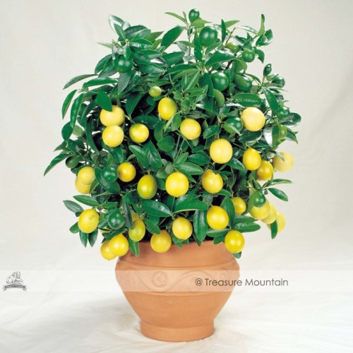 30PCS Bonsai Yellow Green Lemon Tree Seeds