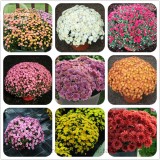 Heirloom Rare Ground-cover Chrysanthemum (Yellow Pink Red Mixed Different Colors) Hardy Seeds