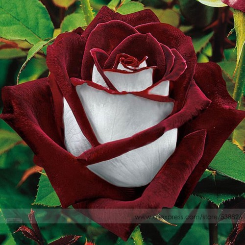 Osiria Rose Hybrid Seeds, Fresh Exotic Blood Red and White Rose Flower