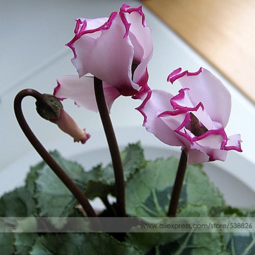 New Light Pink Plicated Cyclamen with Red Edge Flower Seeds