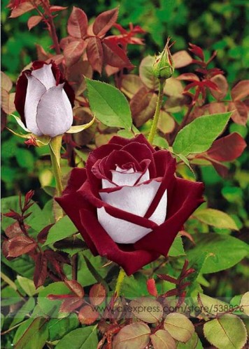 Osiria Rose Hybrid Seeds, Fresh Exotic Blood Red and White Rose Flower