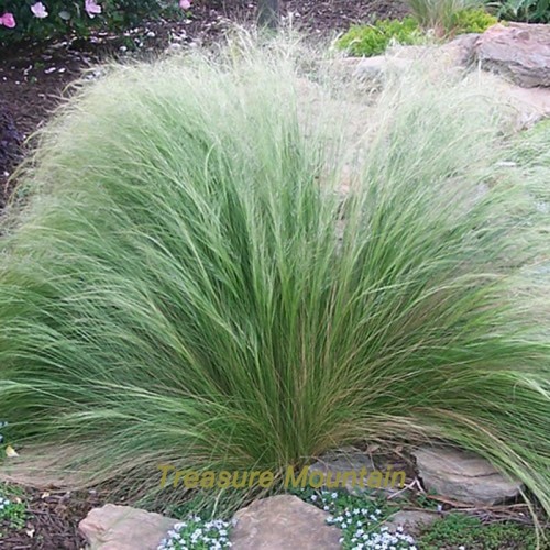 Stipa Mexican Feather Needle Grass Ornamental Showy Grass Seeds