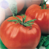 Heirloom Giant Monster Tomato Genuine Fresh Seeds