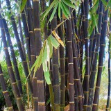 Heirloom Rare Purple Giant Bamboo Seeds