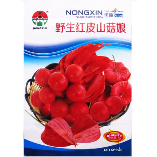 Rare Physalis alkekengi Red Chinese Lantern Bladder Cherry Middle Fruit Seeds
