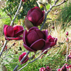 Rare 'Genie' Genie Dark Red Yulan Magnolia Tree Flower Seeds
