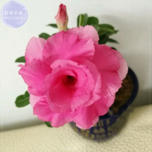 Imported 'dancing pink girl' Adenium Desert Rose Seeds