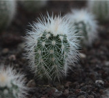 Echinocereus Albispinus Cactus Bulb