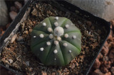 20PCS Astrophytum asterias Cactus Seeds