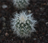 Echinocereus Albispinus Cactus Bulb