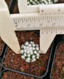 Mammillaria vetula ssp Cactus Bulb