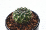 Lobivia Tiegeliana Cactus Bulb