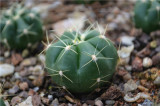 Gymnocalycium horstii Cactus Bulb