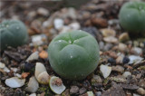 '511' Cactus Bulb