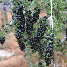 BELLFARM Fresh Feral Organic Black Goji Berry Herbs Seeds
