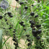 BELLFARM Fresh Feral Organic Black Goji Berry Herbs Seeds