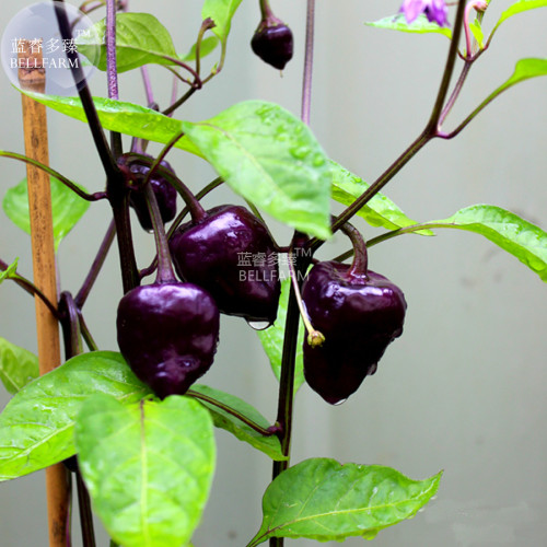 BELLFARM 'Purple UFO' Purple Hot Chilli Seeds, 30 seeds, professional pack, capsicum annuum edible ornamental pepper