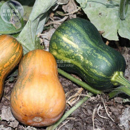 BELLFARM Honeynut Squash Butternut Vegetables, 10 seeds, heirloom sweet organic pumpkin vegetables E3762